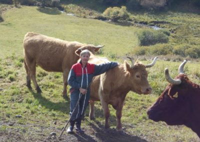 Une yourte auprès des vaches en Auvergne